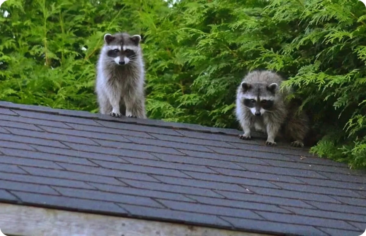 Common Attic Pest Control Questions