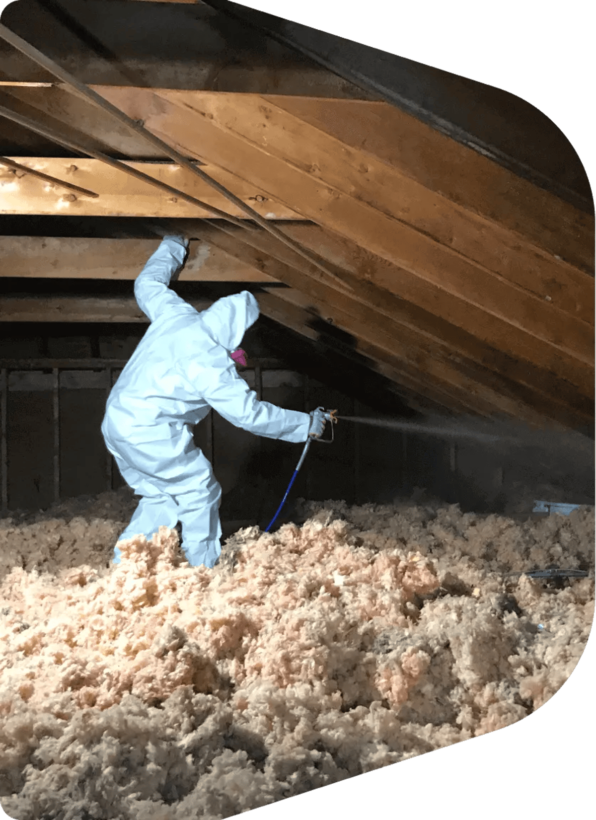 Choosing the Right Animal Infestation Cleanup: Factors to Consider for Cost and Performance