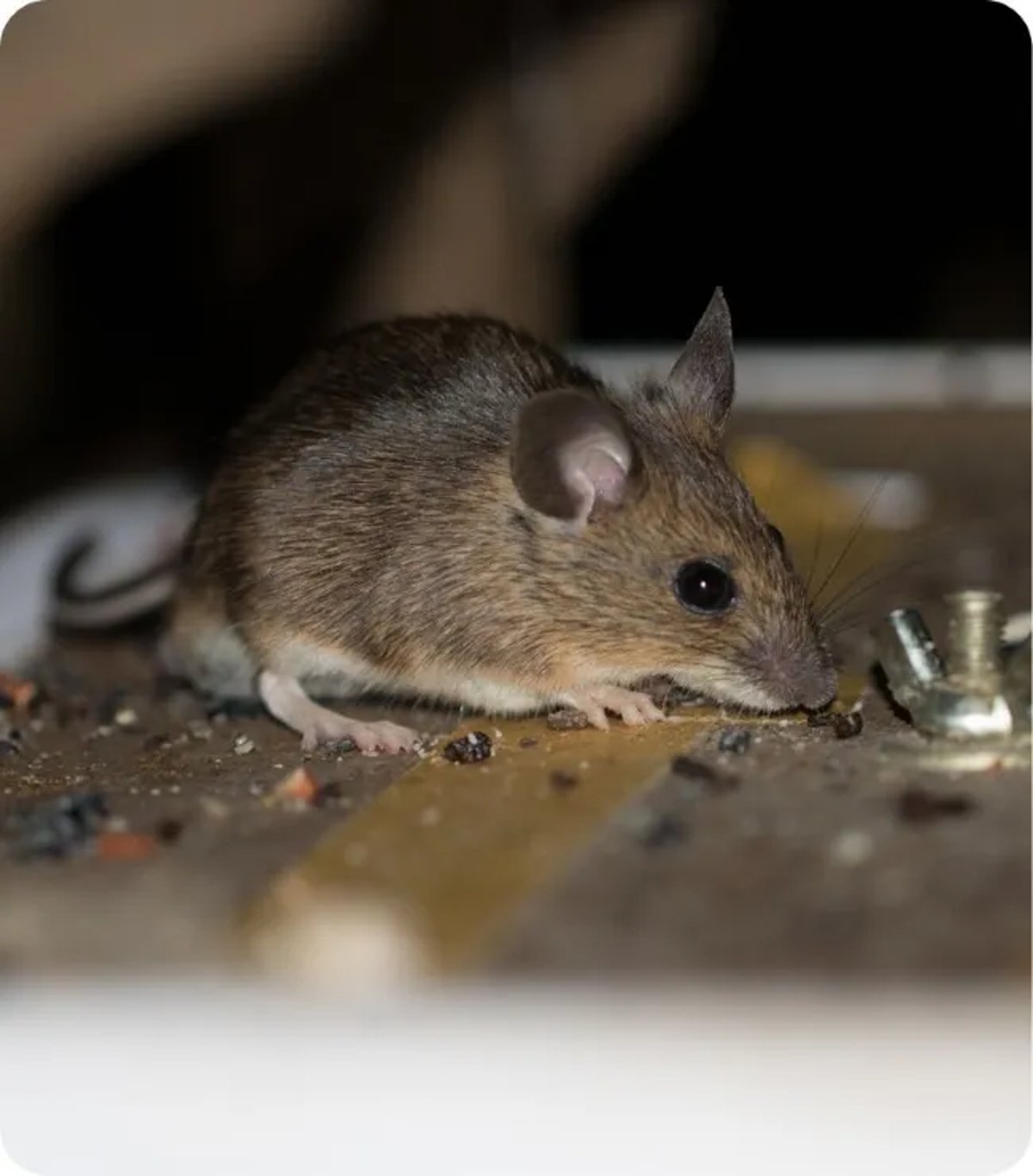 Expert Attic Rodent Inspection