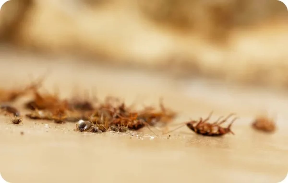 Cellulose Insulation Provides Pest Control