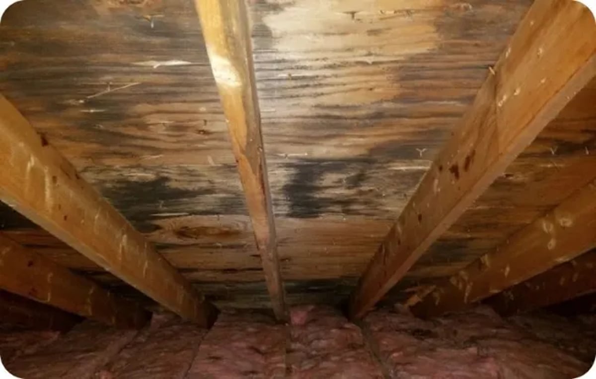 Cellulose Increases Mold Resistance