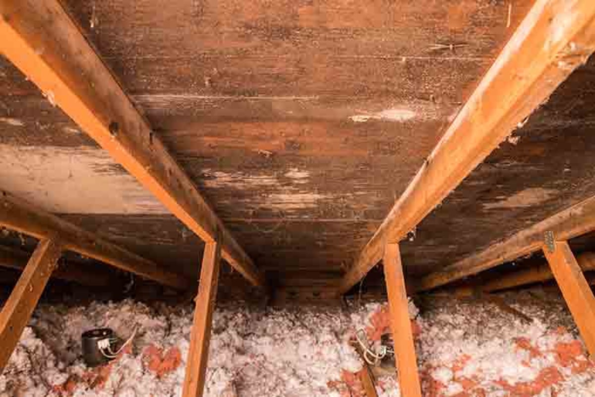 Inspect Your Attic For Any Signs Of Mold