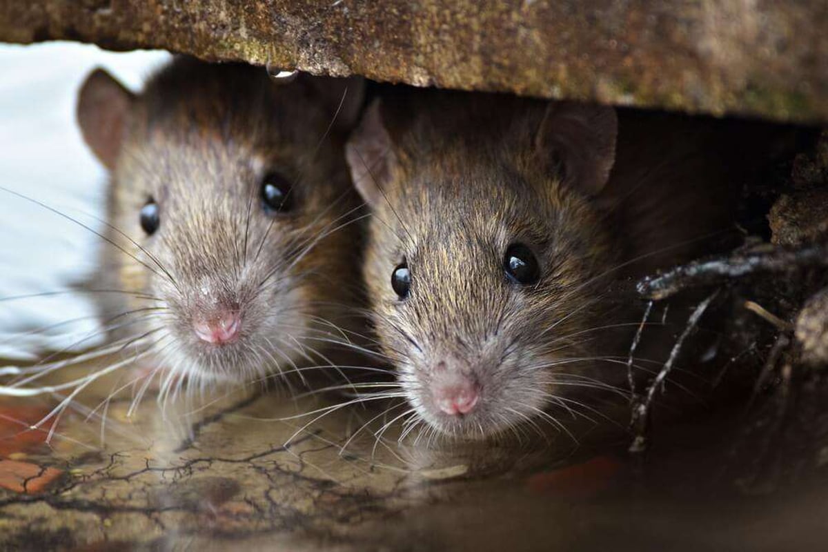 Rodent Behavior in Attics
