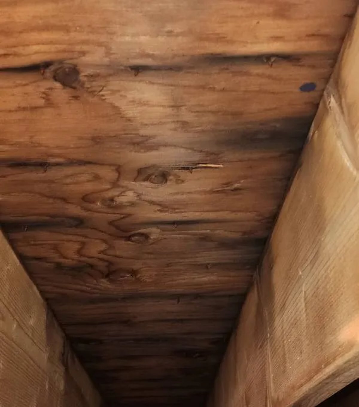 Is It Common To Have Mold In The Attic Plywood?