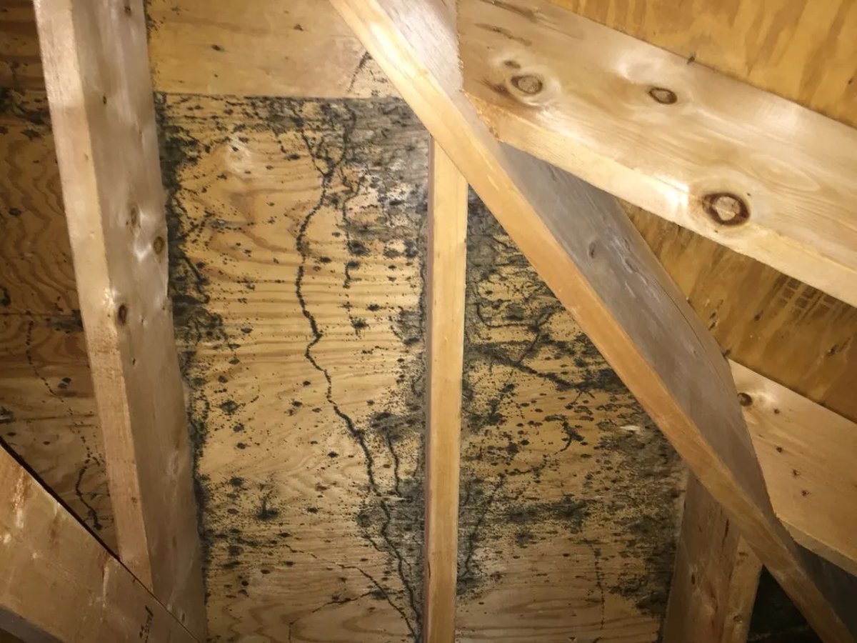 How To Control Mold From Attic Plywood