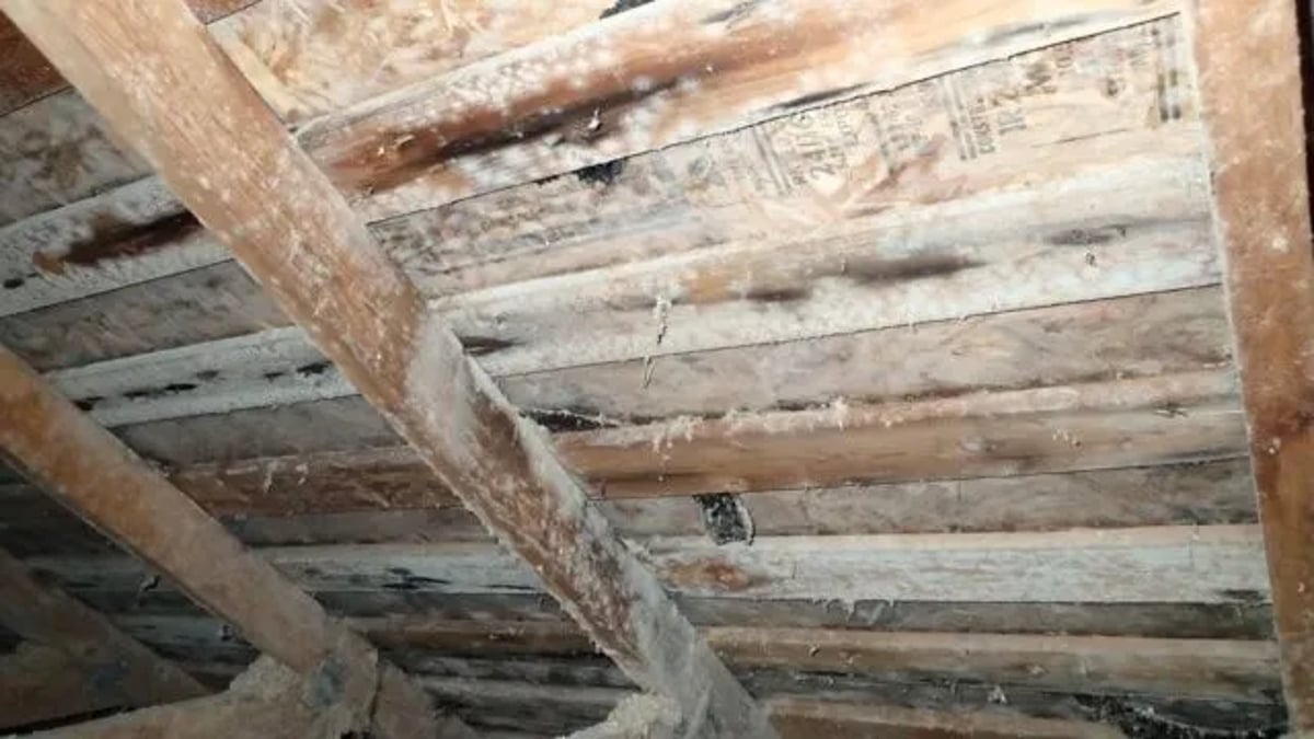 Safe Attic Plywood Mold Removal