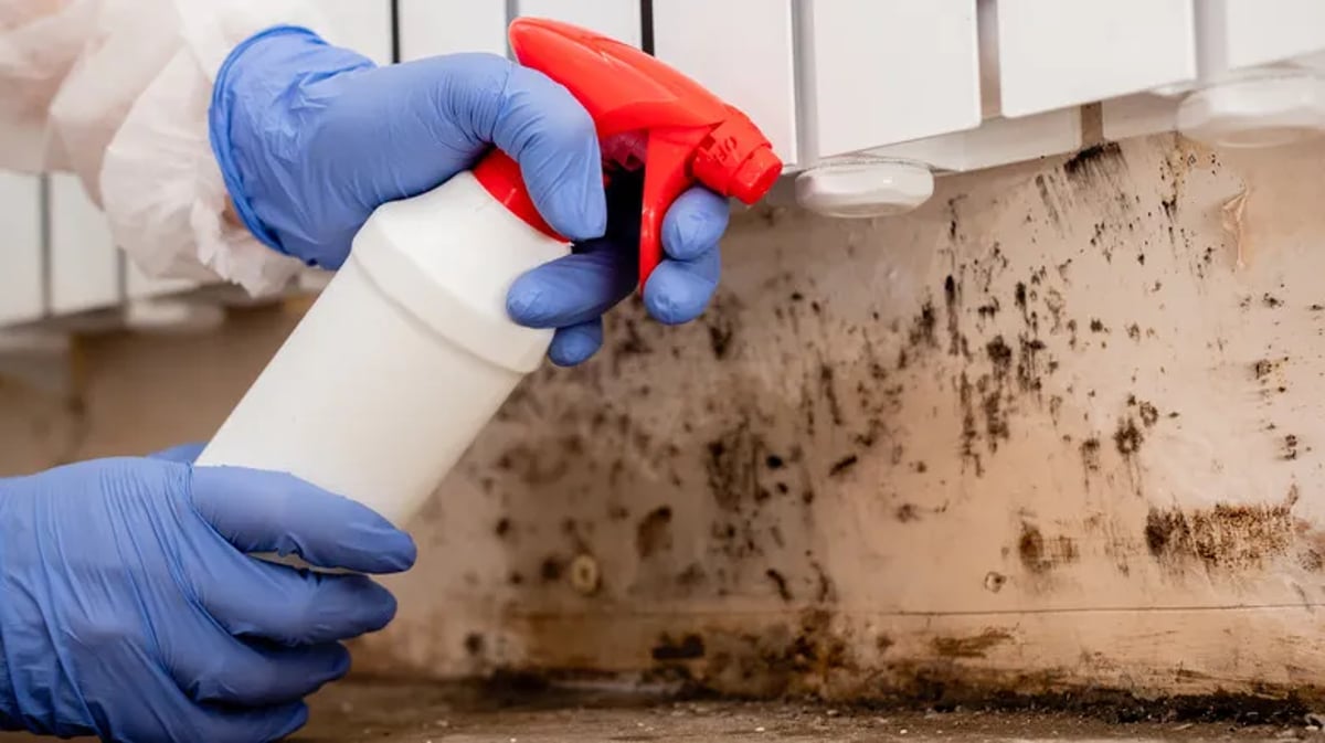 Mold Remediation Cost