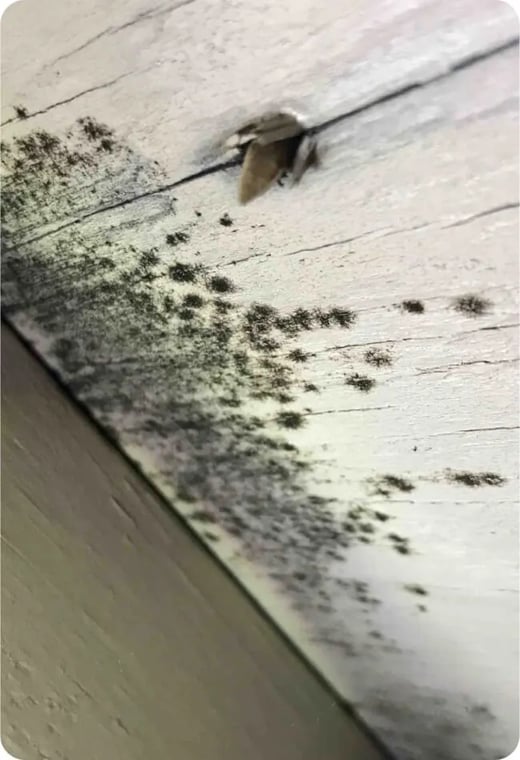 Mold Remediation Chicago