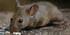 Animal Infestation: 7 Steps to Remedy Mice, Squirrels, Raccoons