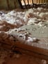 How to Get Rid of Rodents in the Attic [Ultimate Guide]