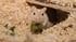 Combating Rodent Attic Infestations with Proper Insulation and Sealing