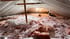 Attic Mold Growth - Don't Let Your Insulation Become a Breeding Ground!