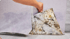 How Much Does Mold Inspection Cost in Chicago