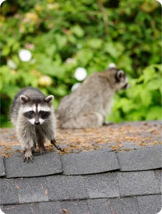 Attic Pest Control Service