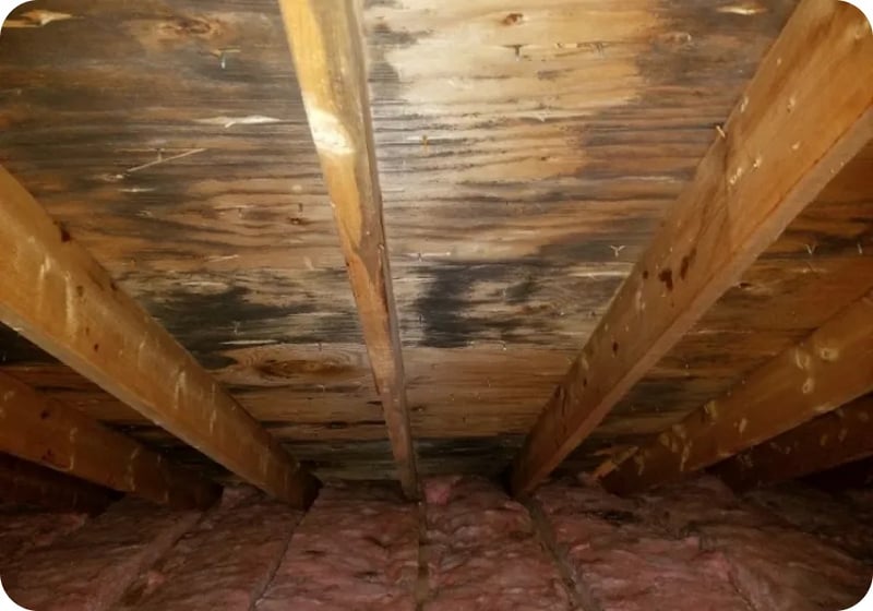 Green Attic Mold Prevention