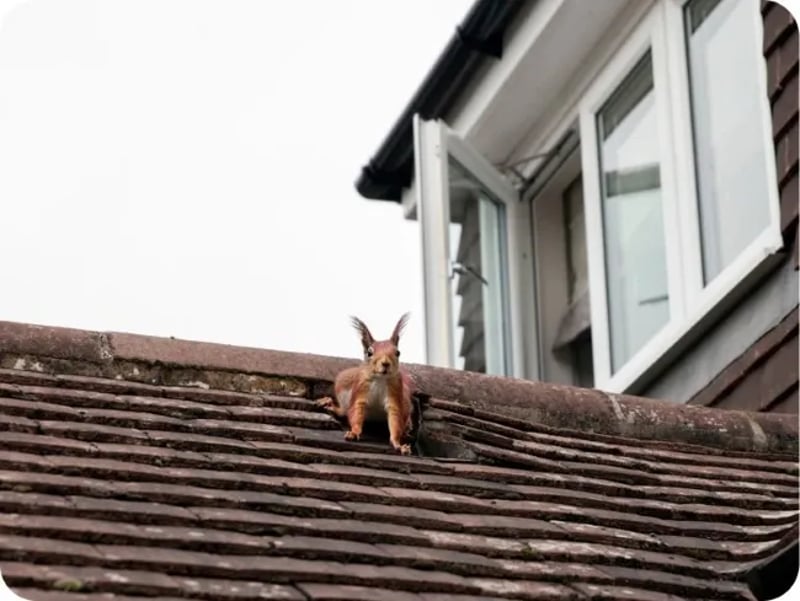 Exterior Air Sealing For Efficient Attic Rodent Removal