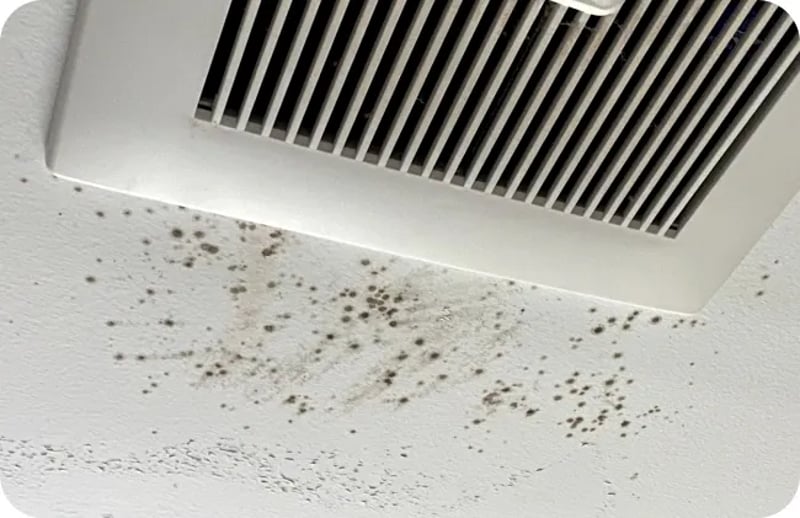 Humidity Contributing to Mold in Your Home