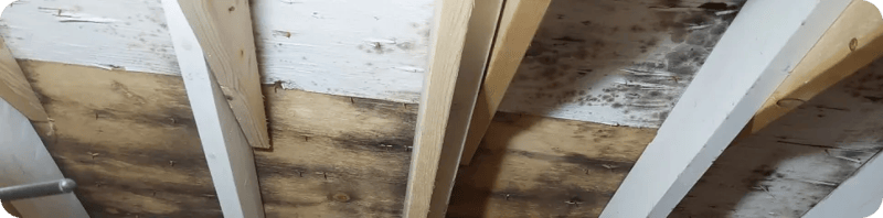 Understanding Mold Causes