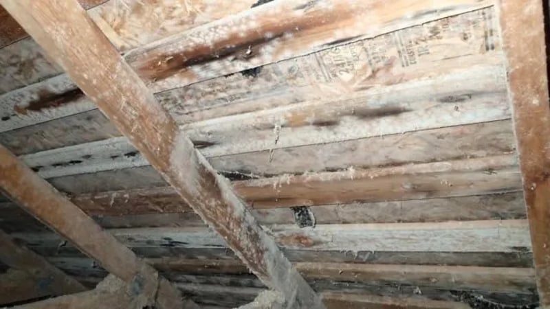 Safe Attic Plywood Mold Removal