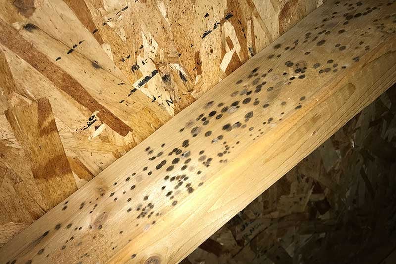 When To Get Your Attic Cleaned