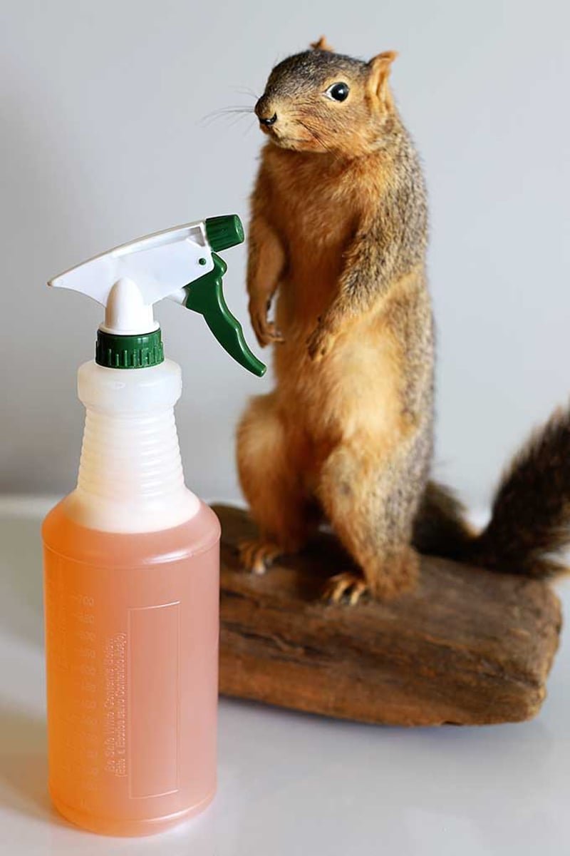 What Do Squirrels Hate The Most?