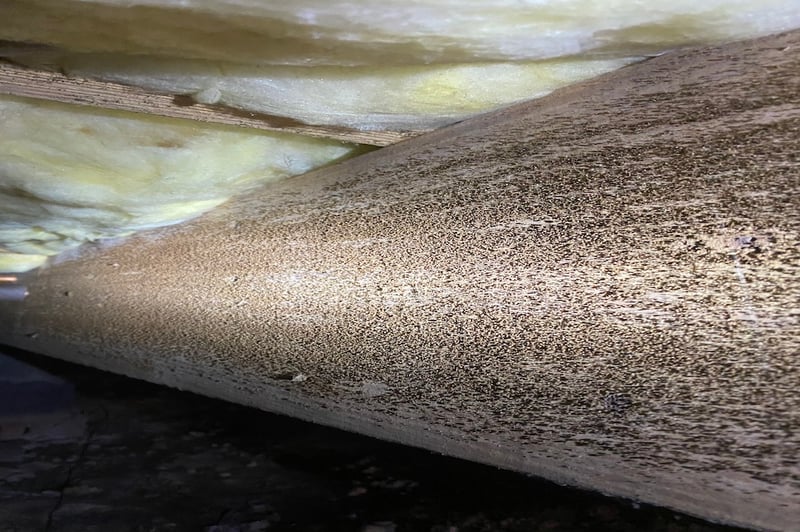 Signs You May Have Mold in Your Crawl Space
