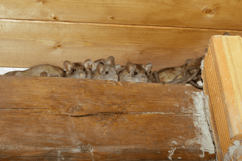 Negative Effects Of Rodents In The Attic