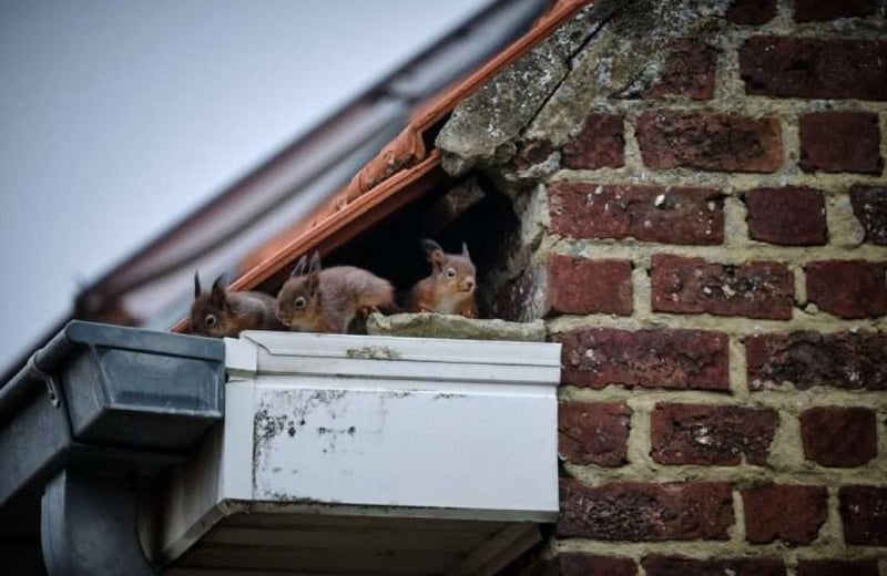 Rodent-Free Enviroment